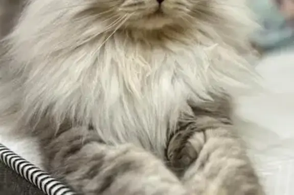 Пропала кошка, Щёкино