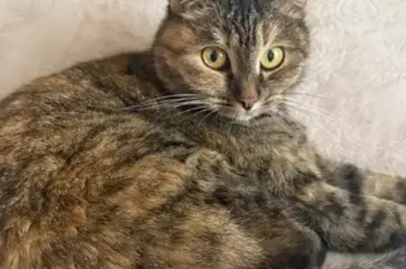 Найдена кошка, ул. Июльских Дней, 1 к1