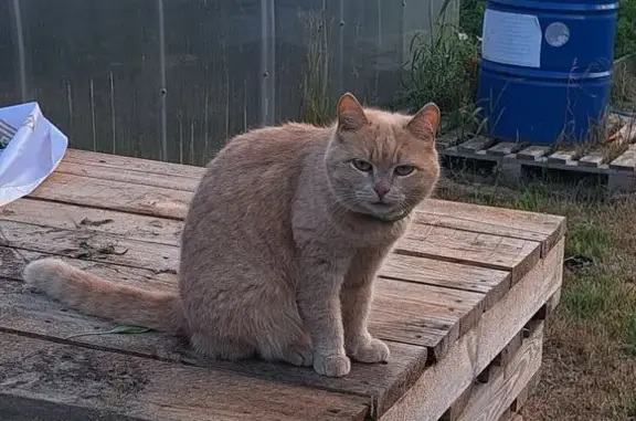 Пропала кошка, ул. Мичурина, Колпашево