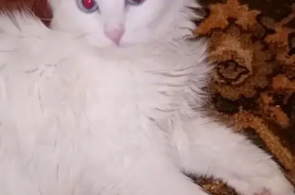 Пропала кошка, Юбилейная ул., 1В, Пронск