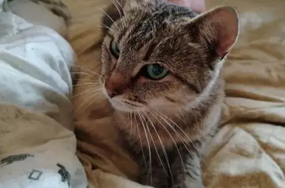 Найдена кошка, Орёл, фото: Кошка найдена: Кромское шоссе, 4, Орёл