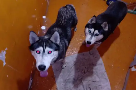 Найдена собака, Иркутск