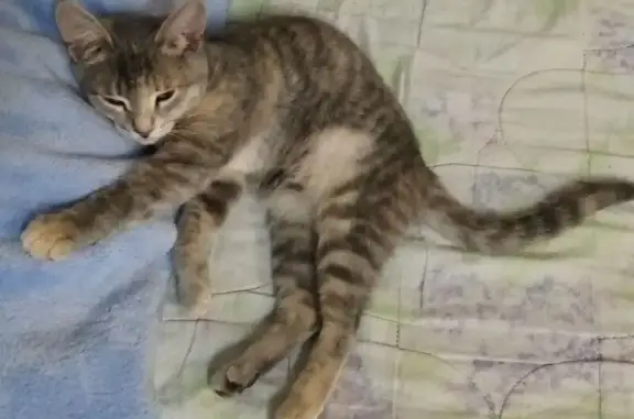 Пропала кошка, Ульяновск