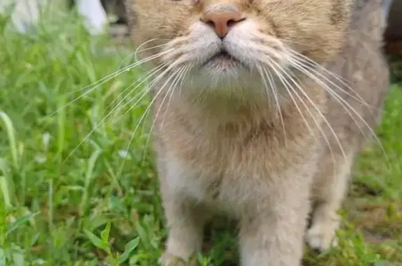 Найдена кошка, Воронеж, фото: Найдена кошка, Воронеж