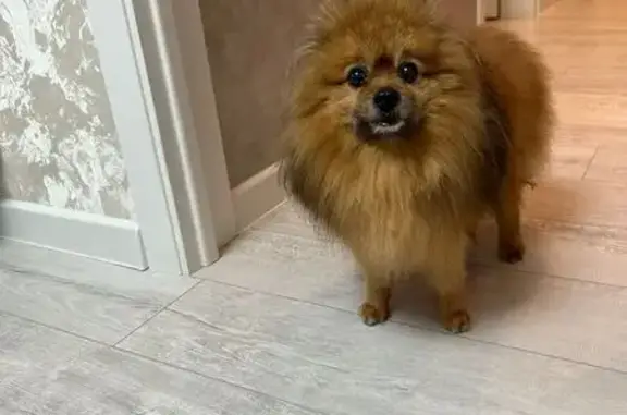 Найдена собака, Новосибирск, фото: Найдена собака, Линейная 31, Новосибирск