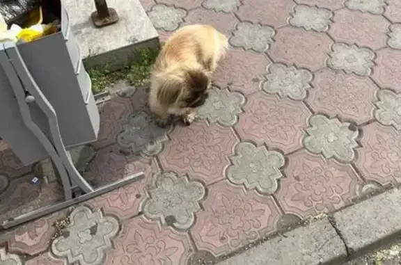 Найдена собака, Абакан, фото: Найдена собака, Абакан