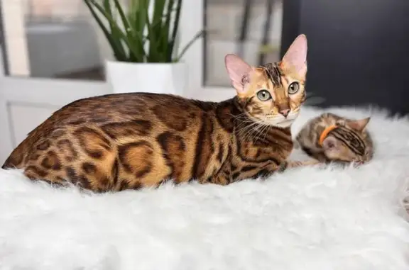 Кошки потеряшки, Иркутск, фото: Потеряшка кошка, Багратиона 52/3, Иркутск