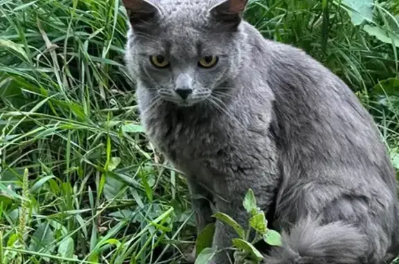 Кошка найдена: Кропоткина 128/1, Новосибирск