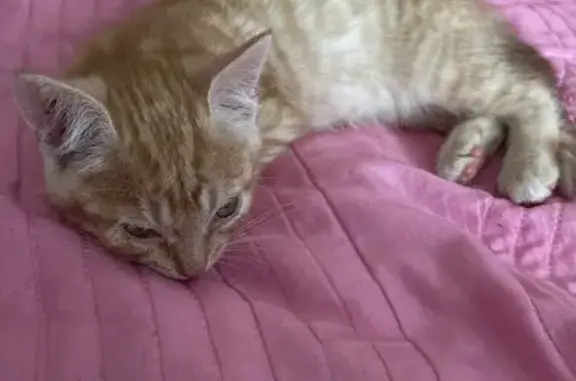 Кошка найдена: ул. Каракозова, 70, Тула