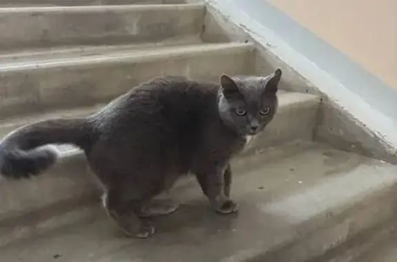 Кошка найдена на Ястынской, 14А, Красноярск