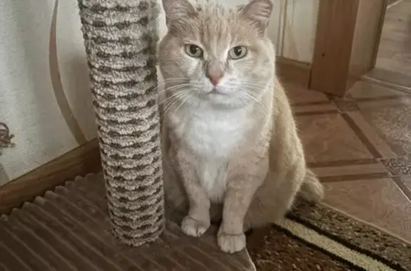 Кошки потеряшки, Хомутово, фото: Потеряшка кошка, Колхозная 73А, Хомутово