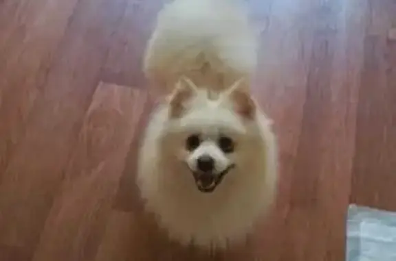 Найдена собака, Челябинск, фото: Найдена собака, ул. Савина 8, Челябинск