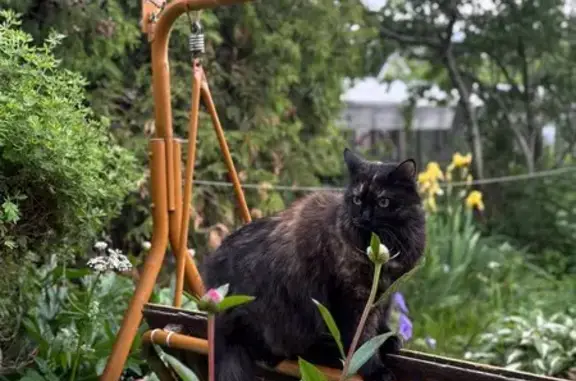 Кошки потеряшки, Иссадское, фото: Потеряшка кошка, 3-я линия, Иссадское СП