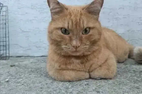 Пропала кошка