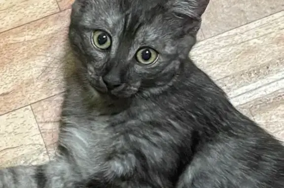 Пропала кошка, Екатеринбург