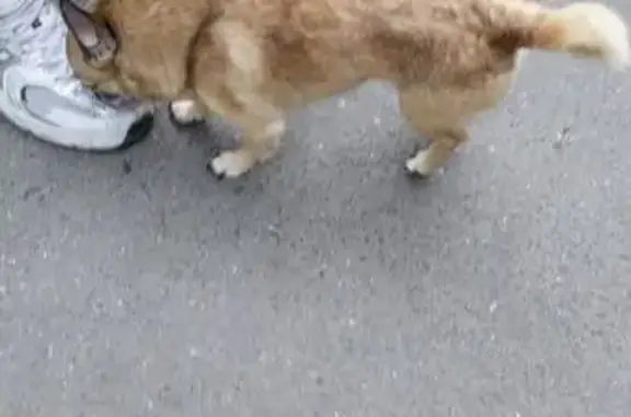 Собака найдена у дома 100 к.1, Октябрьская наб.