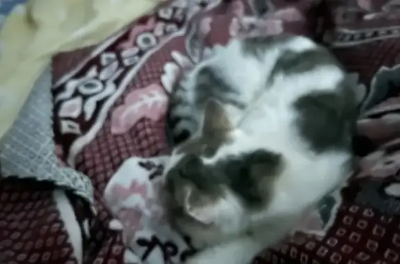 Кошки потеряшки, Бийск, фото: Потеряшка кошка, ул. Максима Горького, 41