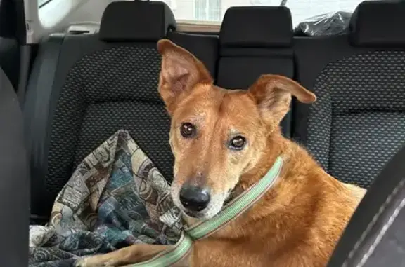 Собака найдена на м. Китай-Город, Москва