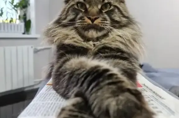 Кошки потеряшки, Санкт-Петербург, фото: Потеряшка кошка, Белоостров, СПб