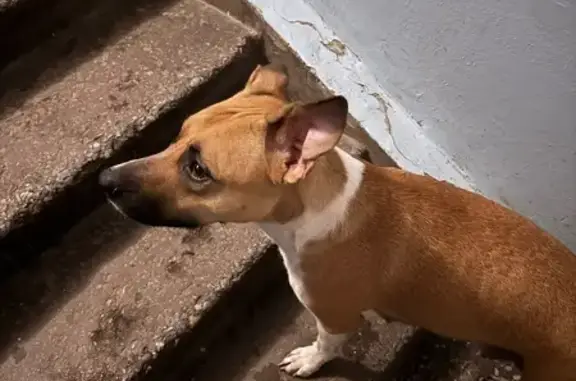 Найдена собака, Новосибирск, ГБШ 19/1