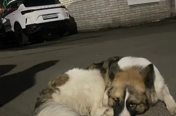Собака найдена на Перенсона 1, Красноярск