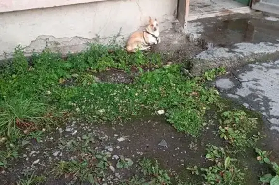 Найдена собака, Асбест, фото: Собака найдена на Челюскинцев, 13А, Асбест