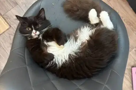 Пропала кошка, Одоевского 1/7, НСК