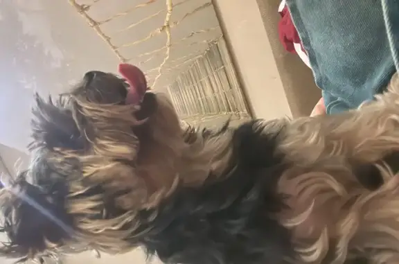 Собака найдена: ул. Декабристов, Отрадное