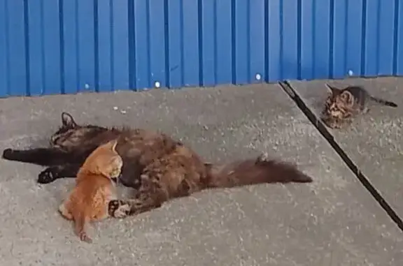 Найдена кошка, Ставрополь, фото: Кошка с котятами, Чапаевский пр., 54