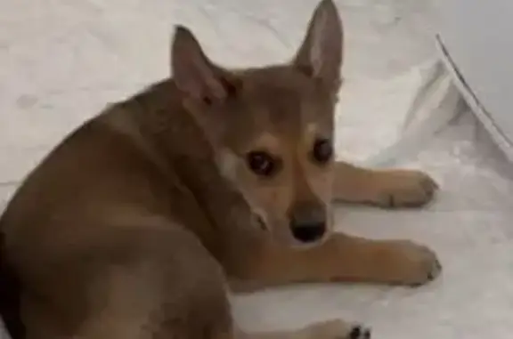 Найдена собака в Томске, Томская область