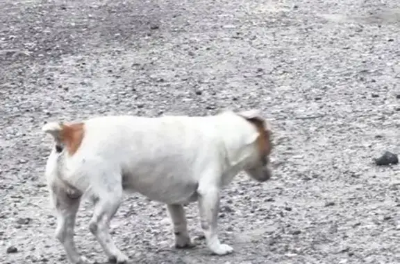 Найдена собака на Промышленной, 4, Волгоград