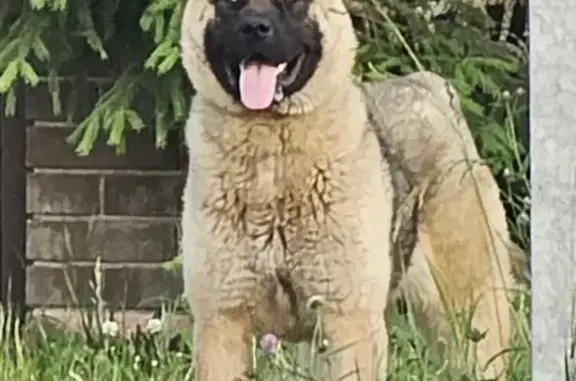 Акита-Ину найдена: Московская обл., 30