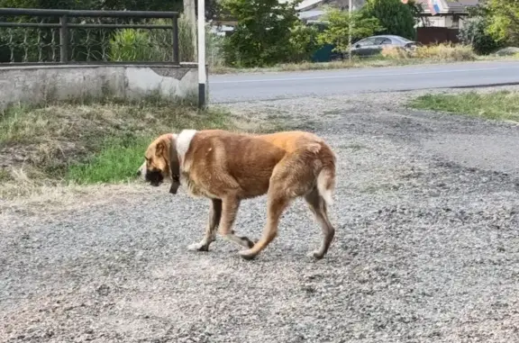 Найденные животные Изобильный, фото: Сербернар найден: ул. Доватора, 77, Изобильный