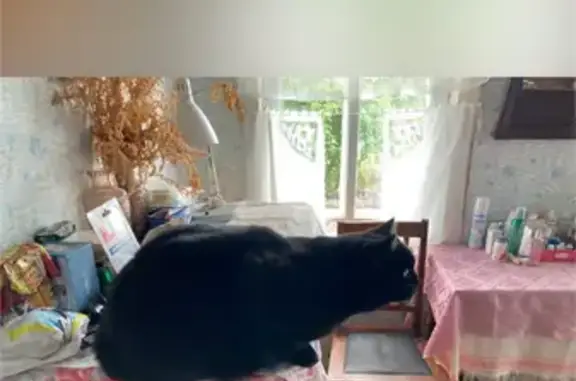 Пропала кошка, Первомайская ул., Черевково