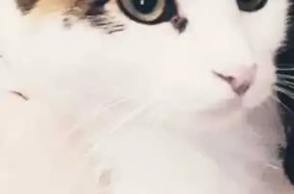 Кошки потеряшки, Ставрополь, фото: Потеряшка кошка Зая, ул. Р. Люксембург, 1А