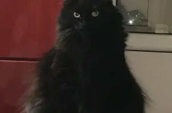 Кошки потеряшки, Сосновское сельское поселение, фото: Потеряшка кошка, Ольховая ул. 12, Сосновское