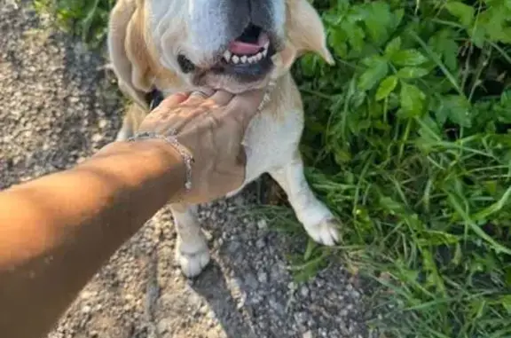 Найдена собака, , фото: Собака найдена: СНТ Родник 6, Юматово