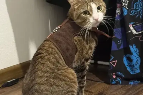 Кошки потеряшки, Мийнальское, фото: Потеряшка кошка, Карелия, Мийнальское СП