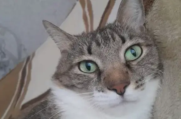 Кошки потеряшки, Чебоксары, фото: Потеряшка кошка, Чебоксары, Тракторостроителей 16