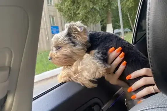 Найдена собака, Рузаевка, фото: Собака найдена на ул. Куйбышева, Рузаевка