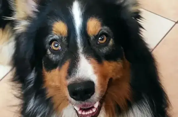 Собаки потеряшки, Зарайск, фото: Потеряшка собака, Садовый пер., 4, Зарайск