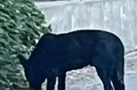 Найдена овчарка, Майский пер., 8, Аксай