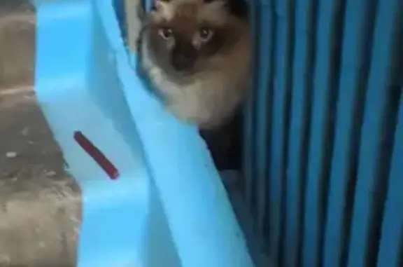 Кошки потеряшки, Челябинск, фото: Потеряшка кошка, пр. Победы 292, Челябинск