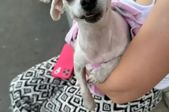 Найдена собака, Оренбург, фото: Собака найдена у ул. Терешковой, 23, Оренбург