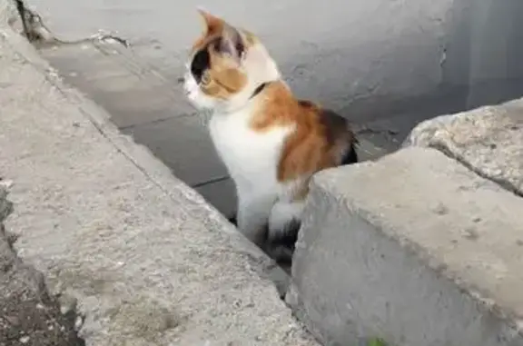 Найдена кошка, Рубцовск, фото: Найдена кошка, пр. Ленина 104, Рубцовск