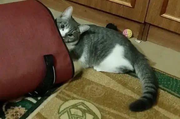 Пропала кошка
