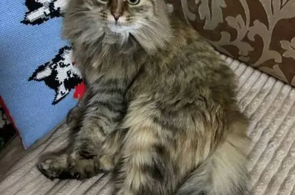 Пропала кошка, Йошкар-Ола