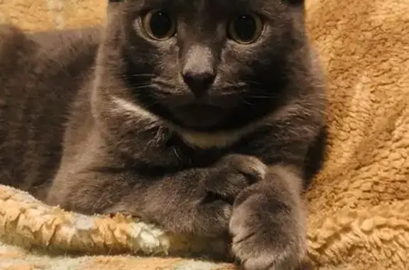 Пропала кошка, Кострома