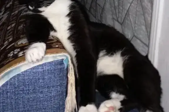 Пропала кошка, Воровского 88, Моршанск