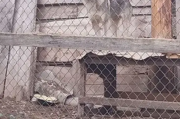 Пропала собака